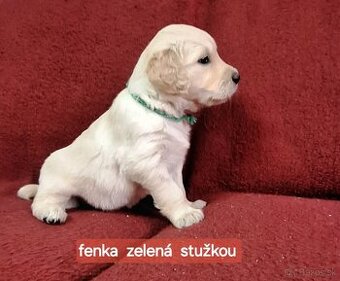 Predám Šteniatka Zlaty retriever-Golden retriever