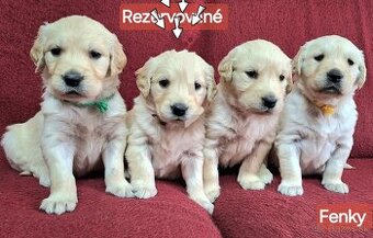 Predám Šteniatka Zlaty retriever-Golden retriever