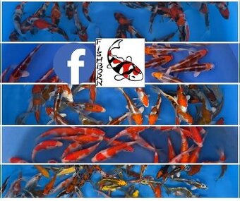 Ponukam jazierkove rybky, koi kapre, filtračné rastliny