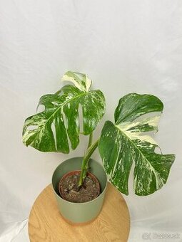 Monstera deliciosa albo variegata