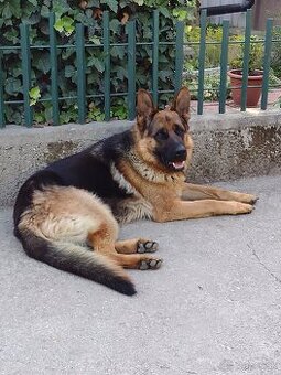 Nemecký ovčiak na krytie