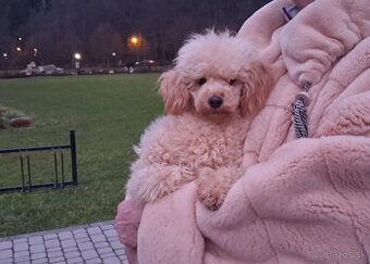 Predám psika toy pudel s pp FCI