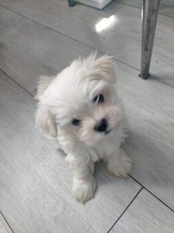 Maltipoo mini pudlik