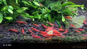 Neocaridina red cherry