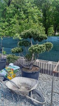 Bonsaj ,bonsai