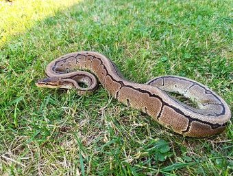 Pytón Kráľovsky / Python Regius