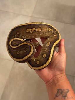 Python regius