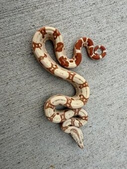 Veľhad kráľovský/Boa constrictor - 1