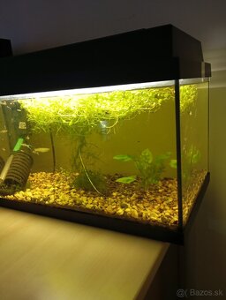 akvarium