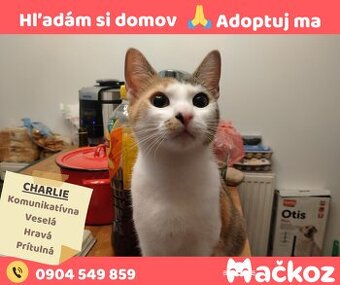 CHARLIE - Darujem mačku / Darujem mačičku