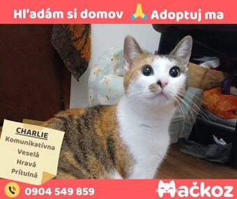 CHARLIE - Darujem mačku / Darujem mačičku