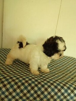 Shi-tzu,sicu,Shitzu
