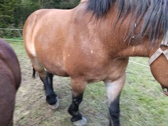 Predám alebo vymením Kobylu