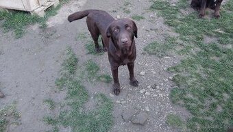 Labrador cokoladovy