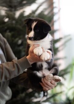 Karelský medvedí pes – šteniatka do lesa