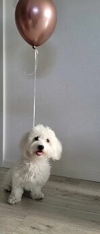 Darujeme maltipoo fenku