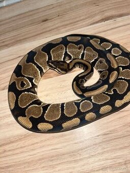 Python regius / Pytón kráľovský - Normal het Clown het Hypo