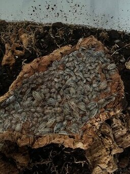 Isopody Porcellio laevis “Dairy cow” a Trichorhina tomentosa