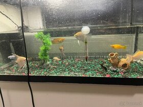 Akvárium s rybickami - 1