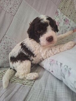 Lagotto romagnolo s PP (italský vodní pes)