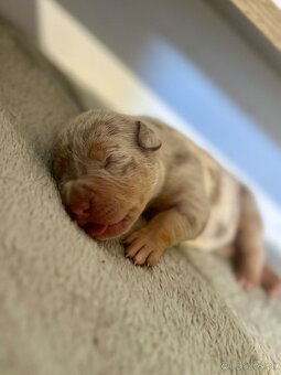 American Bully XL (Pitbull XXL)