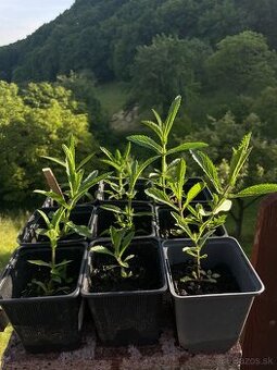 Verbena bonariensis