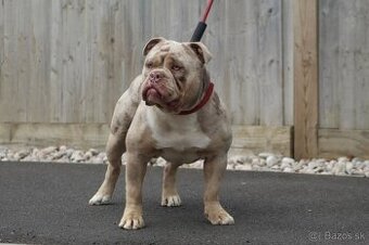 BULDOK-BULDOG-BULLDOG-KTO DARUJE ?