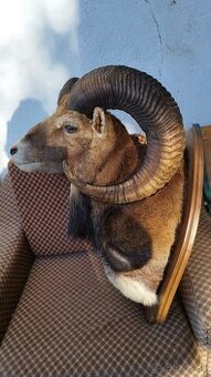 Predám preparát zlatého muflona. Parožie zhody trofeje.