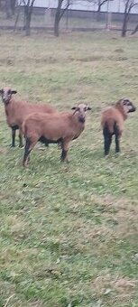 Predám kamerunske ovce - 1