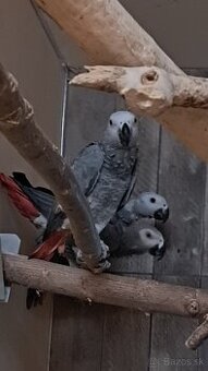 Predám žako kongo - odchov pod rodičmi