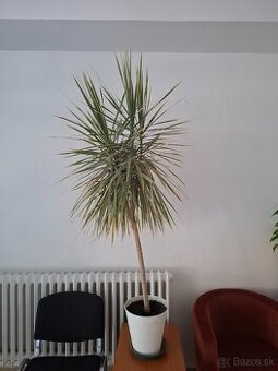 izbová rastlina Dracéna lemovaná