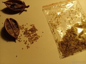 Semienka a podpniky Paulownie Shan Tong 100-kus