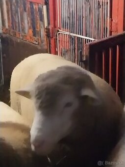 Predám ovce z jahencami