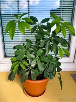 Krásna Schefflera / Dáždnikový stromček na predaj