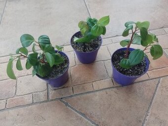 Peperomia drobnollistá 1ks/2,60€+ppsta