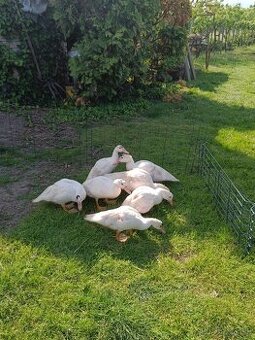 Pižmovka biela - káčatá.