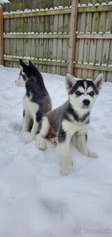 sibírsky husky