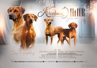 Rhodesian Ridgeback