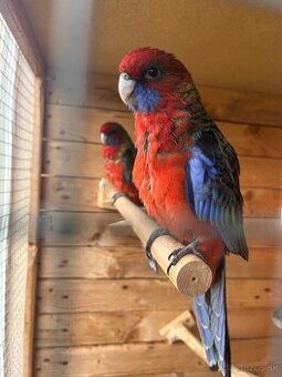 Papagaj rosella penantova