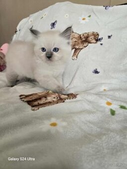 Ragdoll