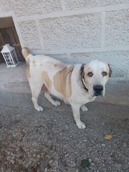 Darujem za veterinárny poplatok,alebo granule pre psy