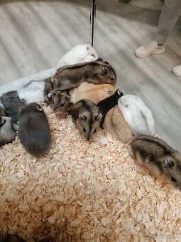 Džungársky škrečok