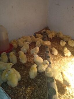 Predám brojlerove kurčatá