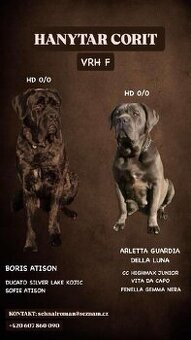 Štěňata Cane Corso s PP