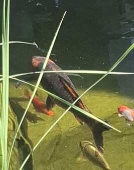 Koi