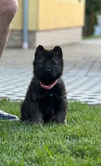 Nemecký ovčiak - NO- Fenky Nemeckého ovčiaka