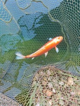 Predám koi kapre