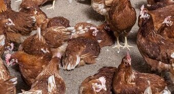 Hydina farm