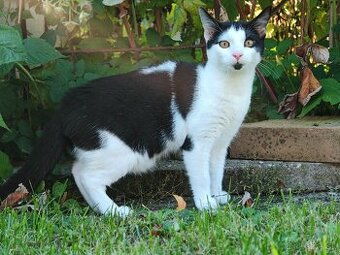 KRÁSNY KOCÚRIK NA PREDAJ