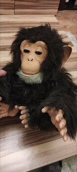 OPIČKA ŠIMPANZA - 1